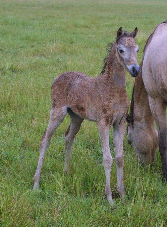 Buckskin Foal